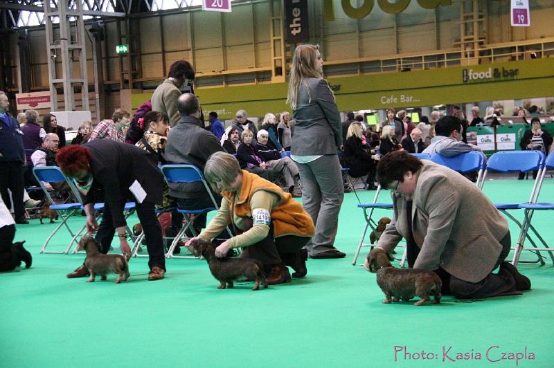 Crufts2011_2 1557.jpg